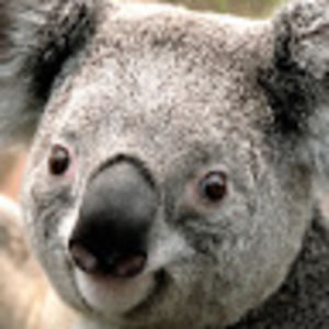 Meet your Posher, Shelia